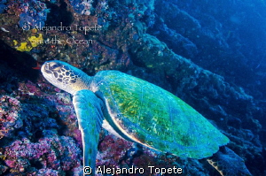 Green Turtle, Galapagos Ecuador by Alejandro Topete 